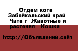 Отдам кота - Забайкальский край, Чита г. Животные и растения » Кошки   